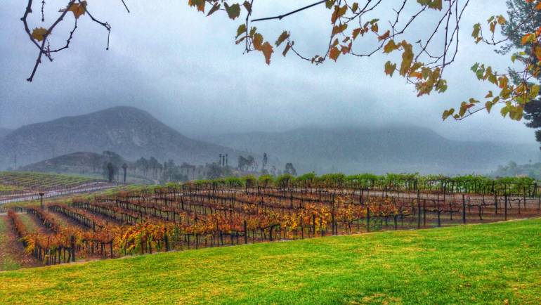 What Does Heavy Rain Mean For A Vineyard?