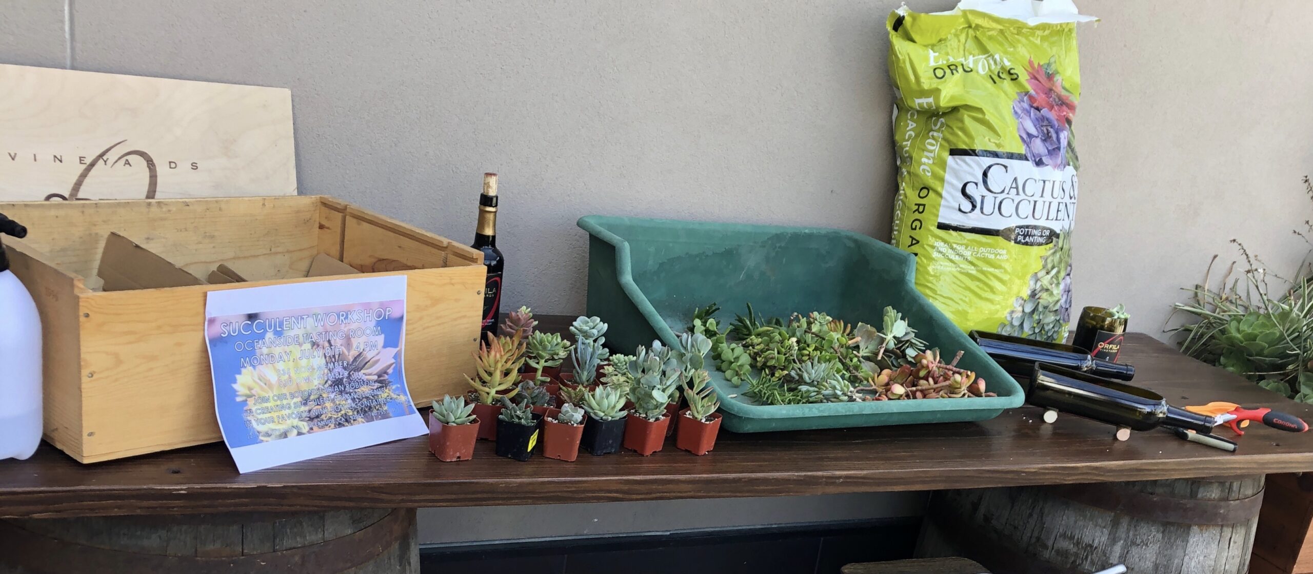 Succulent Workshop