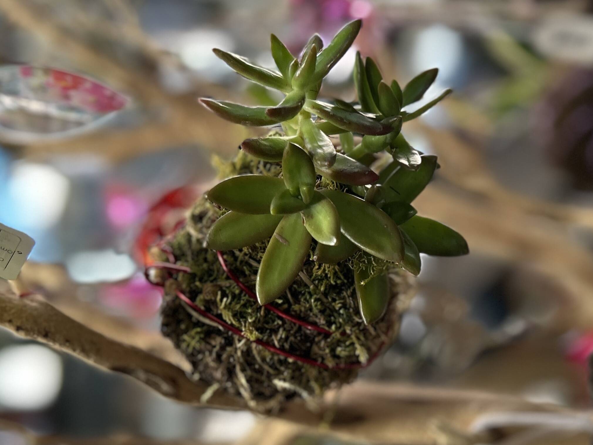 succulent dama1